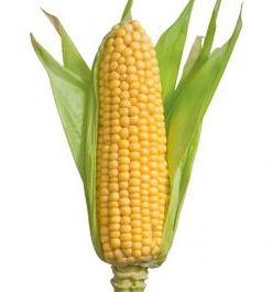birds eye corn cobs super sweet 1kg